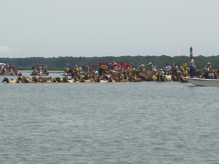 Chincoteague Pony Swim July 2007 039.JPG